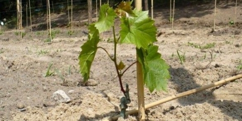 Kako uzgajati grožđe iz reznica kod kuće